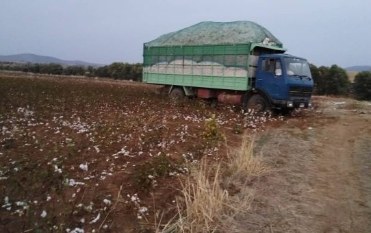 Παγκόσμια ημέρα βαμβακιού. Παρελθόν, παρόν και προκλήσεις