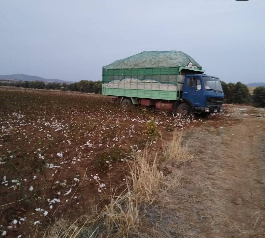 Παγκόσμια ημέρα βαμβακιού. Παρελθόν, παρόν και προκλήσεις